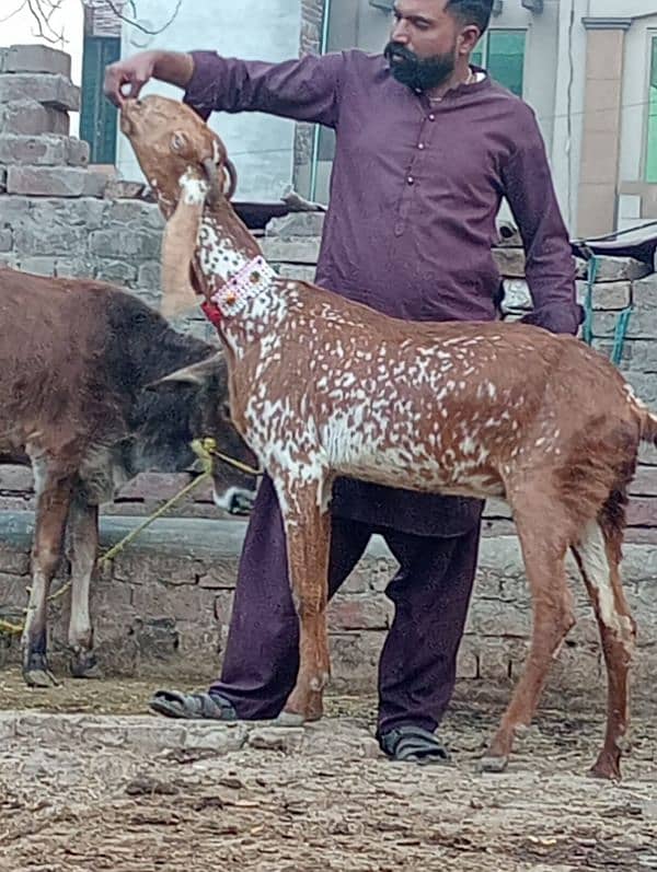 Makhi Chini Bakri Confram 100% Gaban Bakri 1