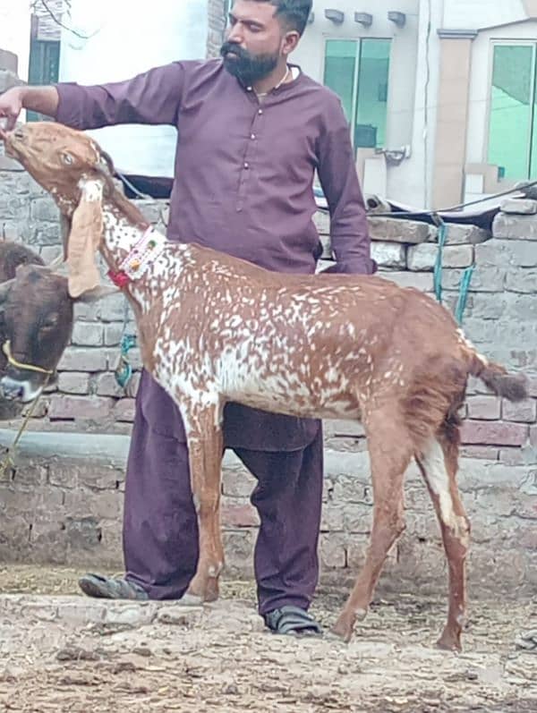 Makhi Chini Bakri Confram 100% Gaban Bakri 2