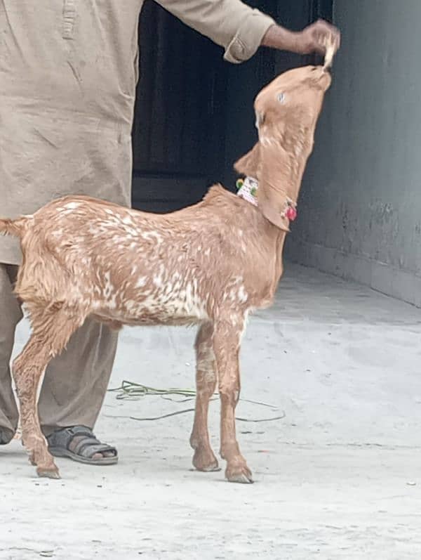 Makhi Chini Bakri Confram 100% Gaban Bakri 3