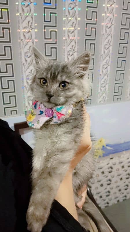 gray persian female cat 0