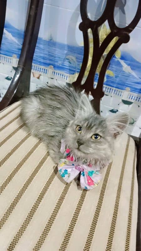 gray persian female cat 1