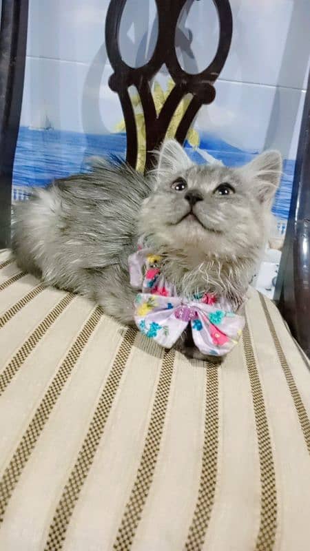 gray persian female cat 2