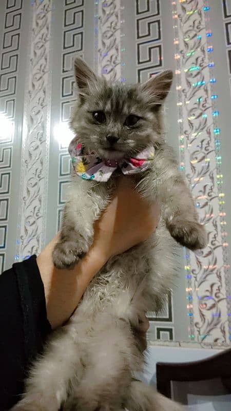 gray persian female cat 3