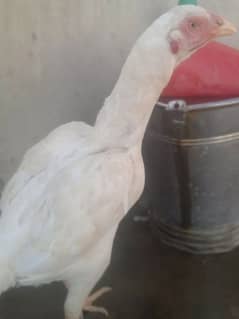 King Size Heera Female with Chick for sale