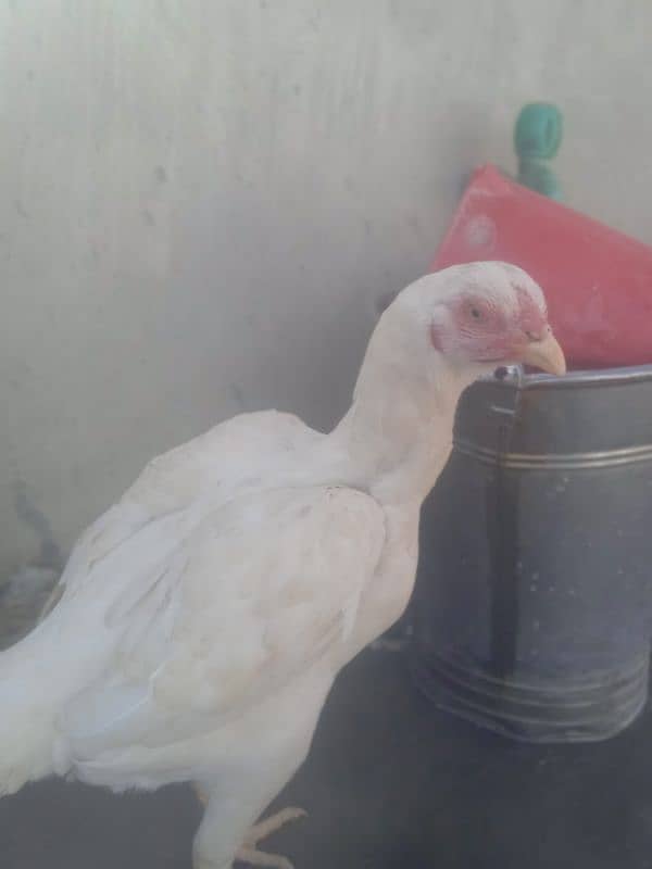 King Size Heera Female with Chick for sale 1