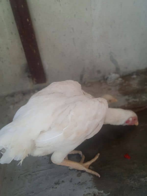 King Size Heera Female with Chick for sale 2