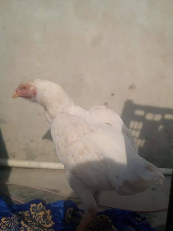 King Size Heera Female with Chick for sale 3