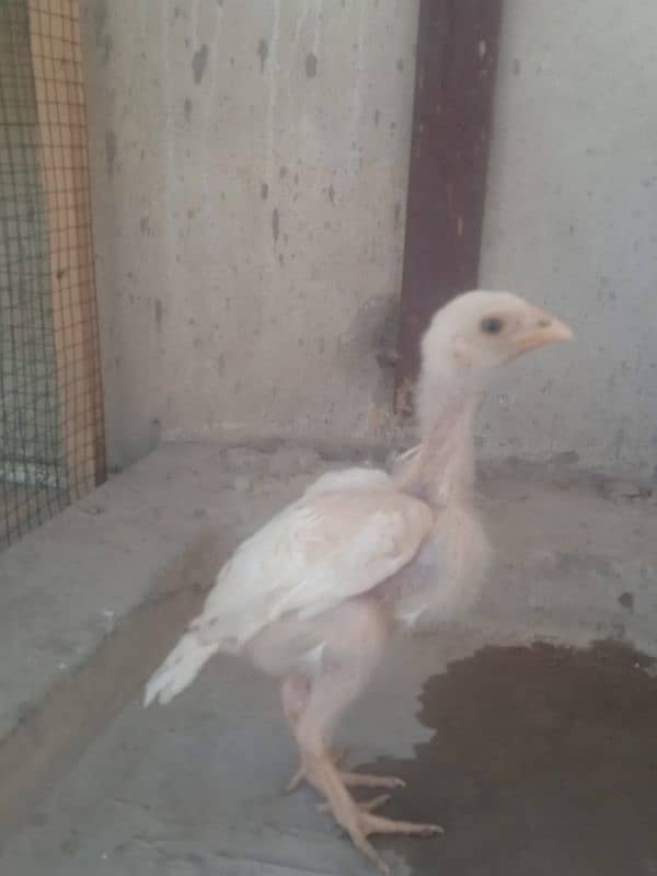 King Size Heera Female with Chick for sale 4