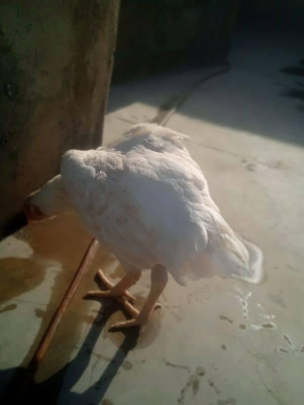 King Size Heera Female with Chick for sale 6