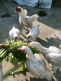 Heera Breed Eggs available