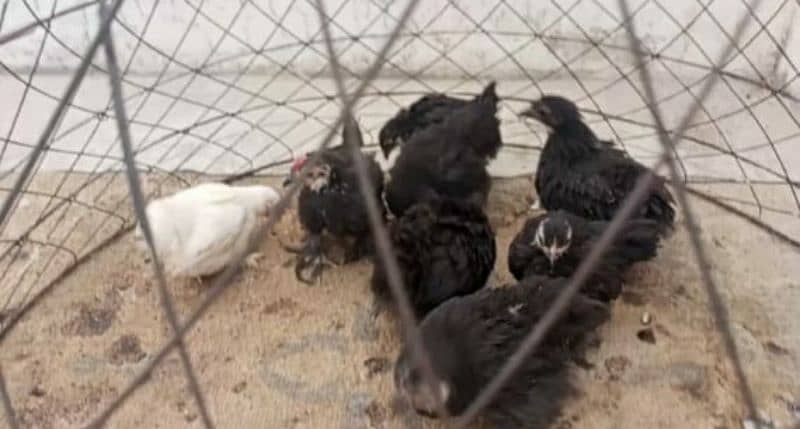 black bantam chicks 1