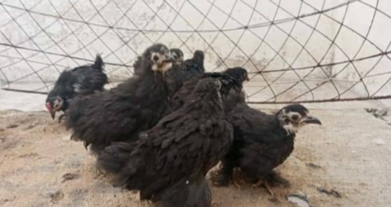 black bantam chicks 3