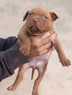 American Pitbull Terrior puppies