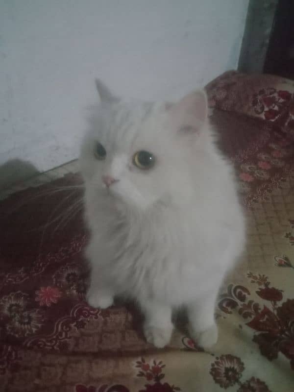 Persian cat 0