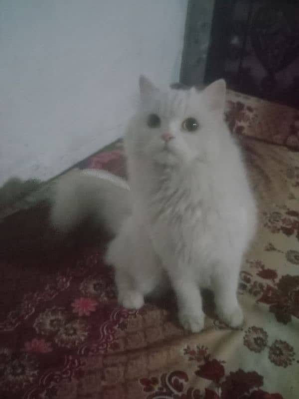 Persian cat 1