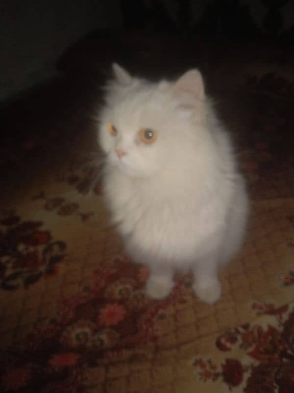 Persian cat 2