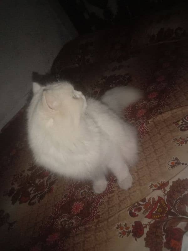 Persian cat 3