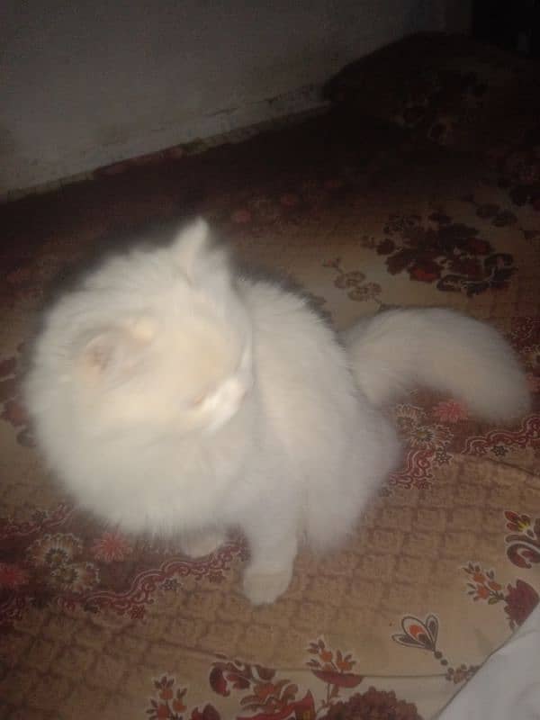 Persian cat 5