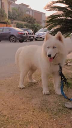 pure white husky