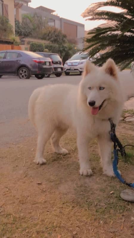 pure white husky 0