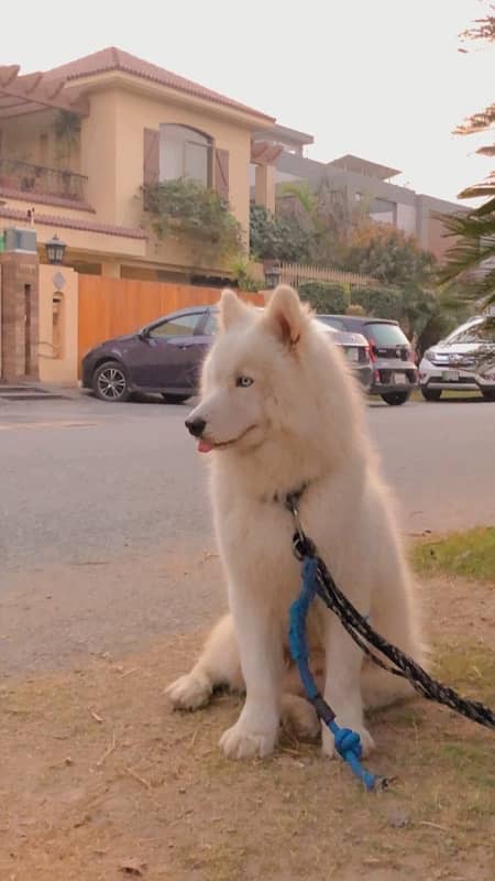 pure white husky 1