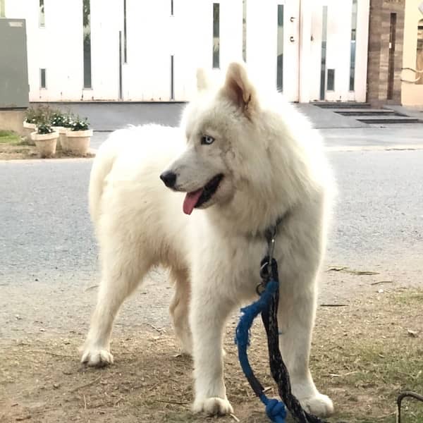 pure white husky 2