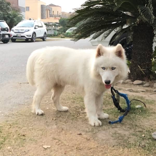 pure white husky 3