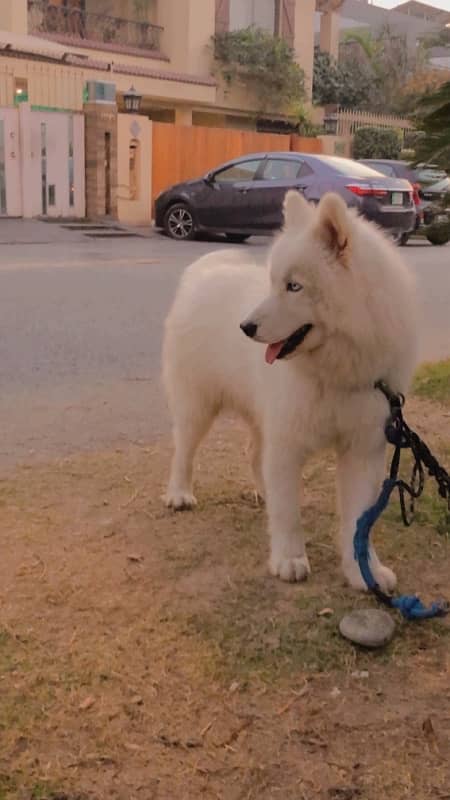 pure white husky 4