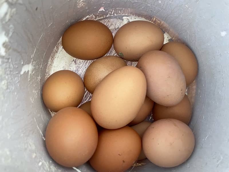 egg laying lohman brown golden hens with cock 1