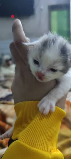 Persian cat baby 12 days only