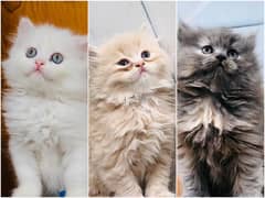 Persian Punch face triple coat cat Kitten