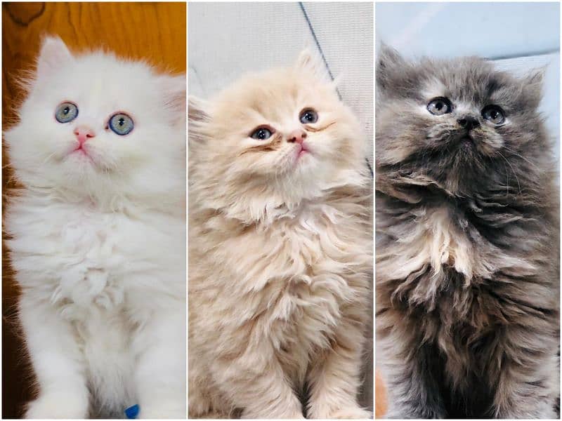 Persian Punch face triple coat cat Kitten 0