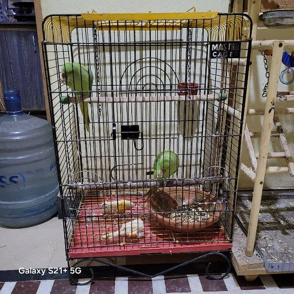 Ringneck Pair With Iron Cage and wooden Stand 0