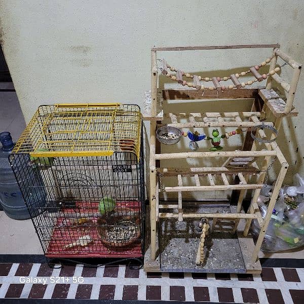 Ringneck Pair With Iron Cage and wooden Stand 3