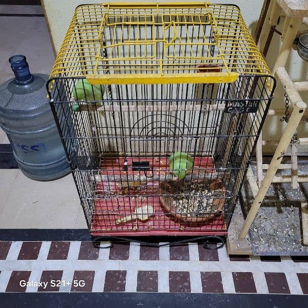 Ringneck Pair With Iron Cage and wooden Stand 4