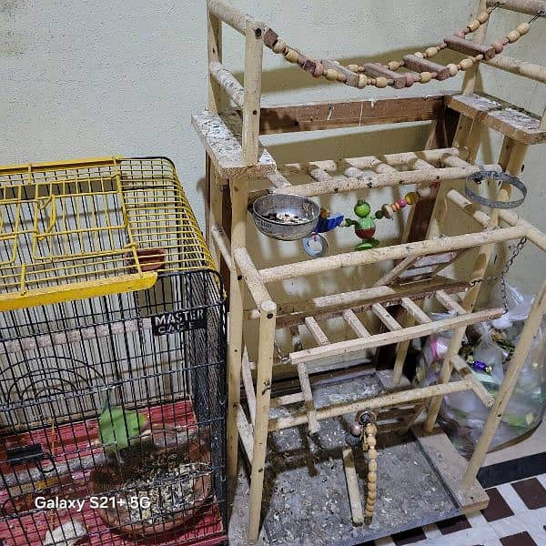 Ringneck Pair With Iron Cage and wooden Stand 5