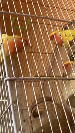 3 parrots sale