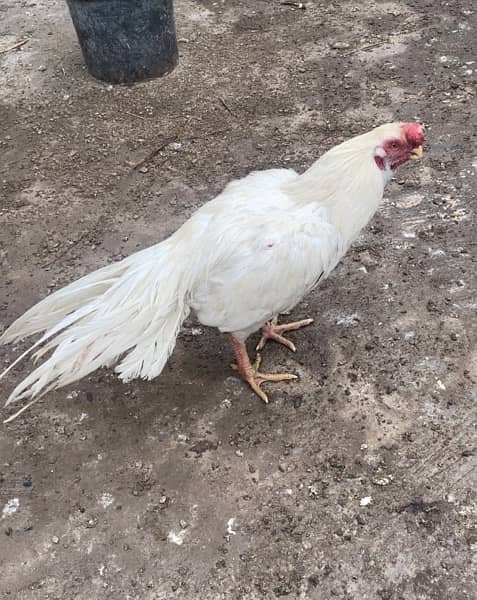 indian parrot beak long tail pure white 0