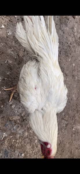 indian parrot beak long tail pure white 3