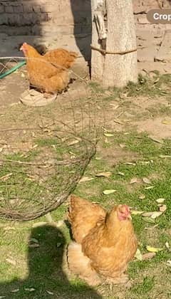 Two Golden Heavy Buff Hens