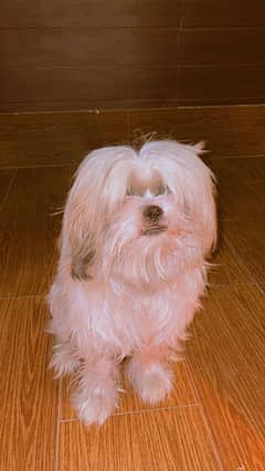 Adorable 2-Year-Old Shih Tzu (White & Brown) – Neutered & Well-Trained