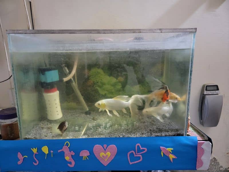 Fish & Aquarium 3