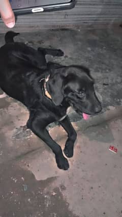 Labrador in black beauty