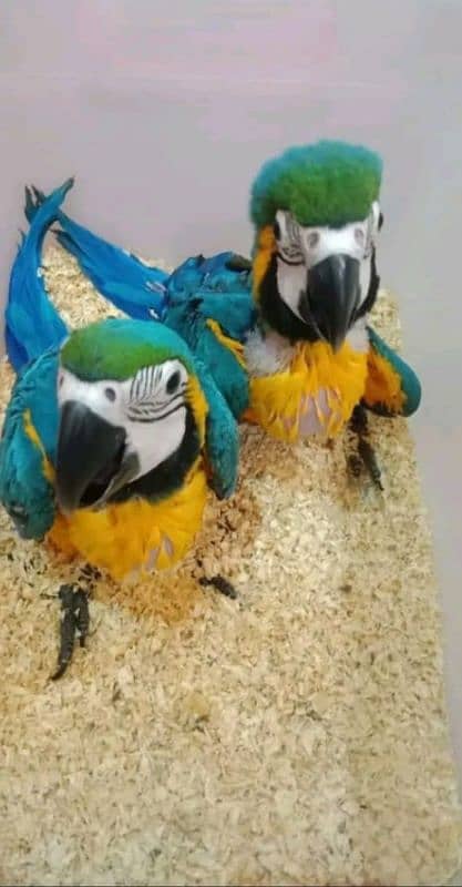 blue macaw parrot chips for sale 0336*1438*647 1