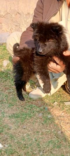 Roosi Russian Male Dog / Russian Dogs For Sale