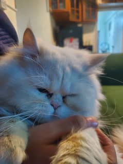 Male Punch Face Persian Cat