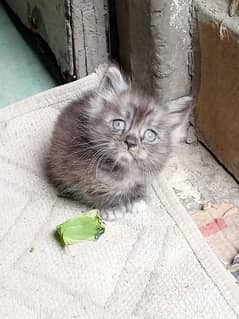 Grey Persian kittens with grey blue eyes (Price Negotiable)