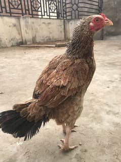 Egg laying mianwali amroha cross female