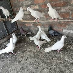 pigeon