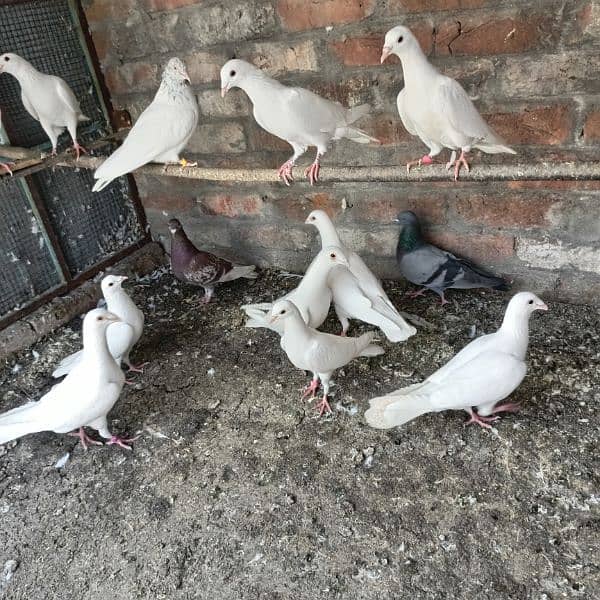 pigeon for sale 0